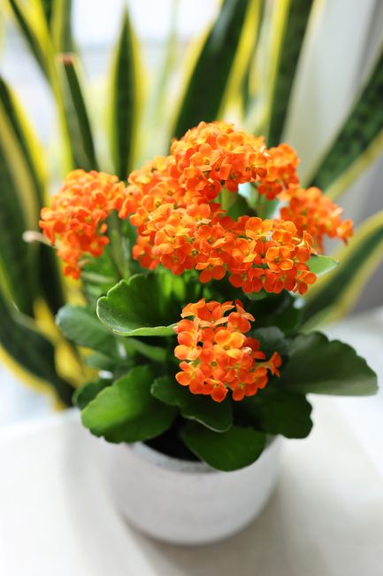 A vibrant flowering Kalanchoe plant with dense clusters of small, bright orange blossoms and thick, glossy green leaves, potted in a simple white ceramic container. The plant is positioned on a white 