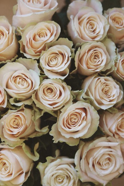 A close-up view of a large bouquet of pale peach and cream roses with tightly layered petals, arranged amidst green leaves and foliage. The roses appear fresh with soft, velvety petals that have a gen