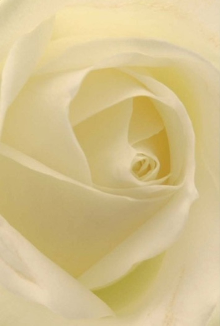 When gazing closely at this traditional white rose, one finds a delicate balance of tranquility and soft complexity, ideal for the refined tastes and heartfelt occasions celebrated in Dulwich. The play of white and cream tones across each petal creates a tranquil palette; gentle light flows through the layers, imparting an almost radiant luminosity that suggests the bloom is glowing from within, much like the calm, leafy avenues of Dulwich itself. The central spiral is near-perfect, rising in subtle strength and alluding to pure intentions-qualities cherished by both families and individuals seeking to convey sincerity or mark significant moments. As a local florist, I would offer such a bloom for gestures both romantic and heartfelt-perhaps an elegant table centerpiece at a Dulwich wedding, a discrete yet meaningful apology, or a token of remembrance shared under the broad canopy of Sydenham Hill Wood. The shadows within the petals reveal subtle richness, adding artistic depth and sophistication to nature's design. The rose exudes a soft, clean fragrance-fresh as a morning breeze coursing through Dulwich Village-and the meticulous craftsmanship in arranging each bloom makes it uniquely suited to the meaningful celebrations and tender farewells that resonate within our community.